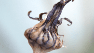 iPhone Photography Tutorial – How To Create A Stunning Vintage Macro Flower Shot Our new mobile photography tutorial section is in full swing and we’ve received much acclaim from the mobile photography community, thanks to all. If you’ve missed our previous tutorials you...