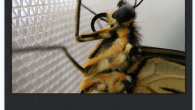 iPhone Photography Tutorial – Macro Photography Our new mobile photography tutorial section is in full swing and we’ve received much acclaim from the mobile photography community, thanks to all. If you’ve missed our previous tutorials you...