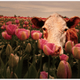 Welcome to another new section to theappwhisperer.com, this new section is entitled ‘A Picture’s Worth…’ and it is a subsection of our Photo App Lounge column. A Picture’s Worth… is...