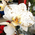 Welcome to another new section to theappwhisperer.com, this new section is entitled ‘A Picture’s Worth…’ and it is a subsection of our Photo App Lounge column. A Picture’s Worth… is...
