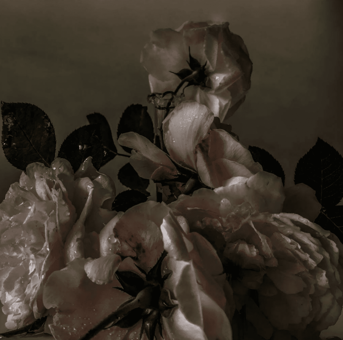 Nick Knight 'Roses From My Garden' iPhone Photography Exhibition