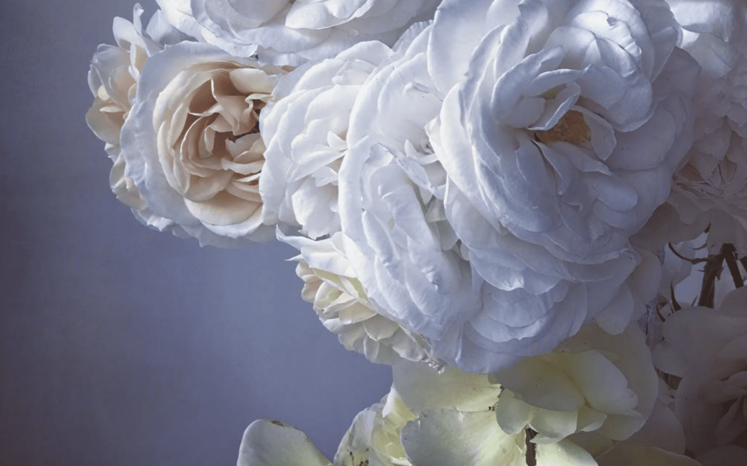 Nick Knight 'Roses From My Garden' iPhone Photography Exhibition