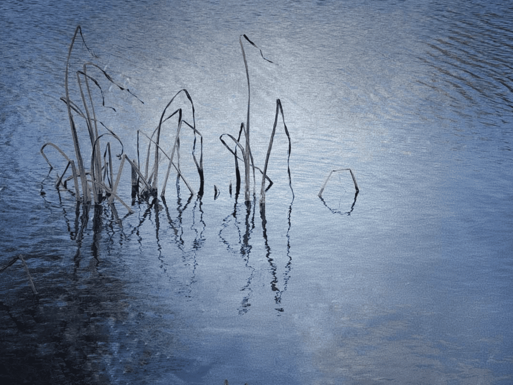 reeds in water