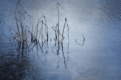 reeds in water