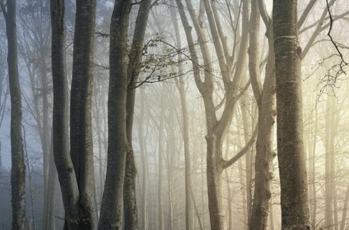 mobile trees