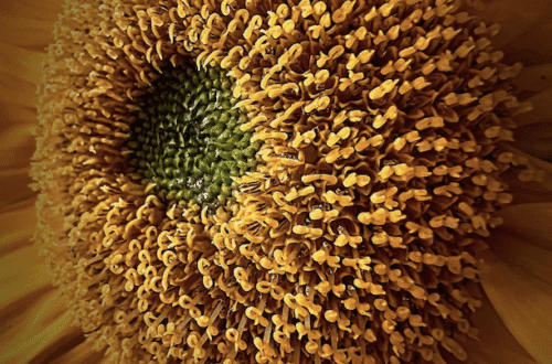 mobile flower