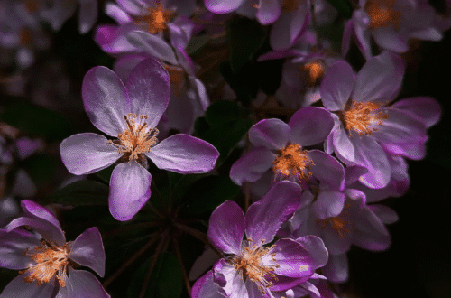 mobile flowers
