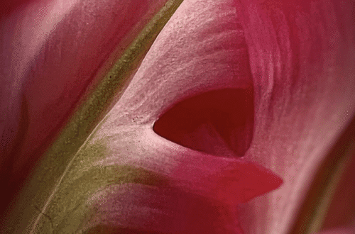 mobile flower