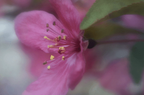 mobile flower