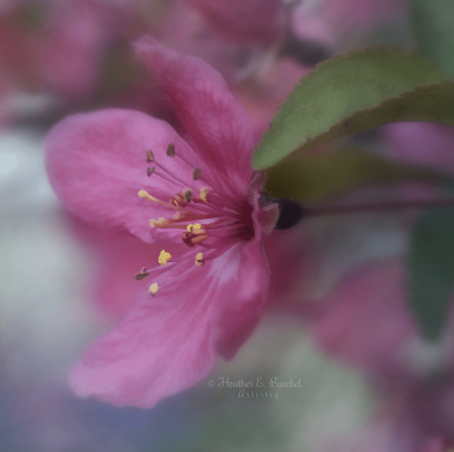 mobile flower