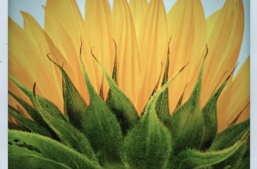 mobile sunflower