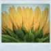 mobile sunflower
