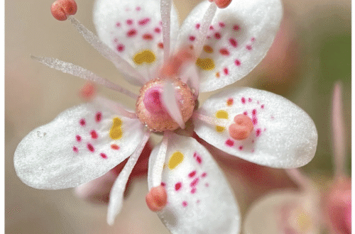 mobile macro