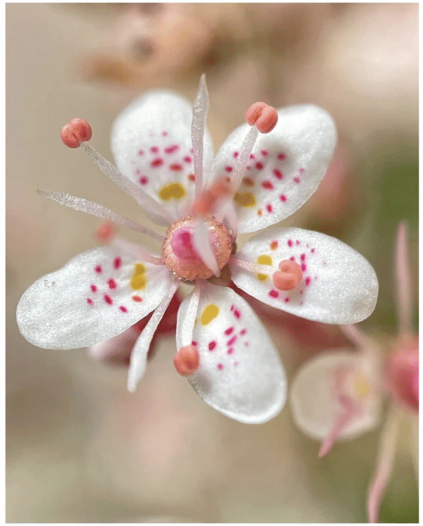 mobile macro