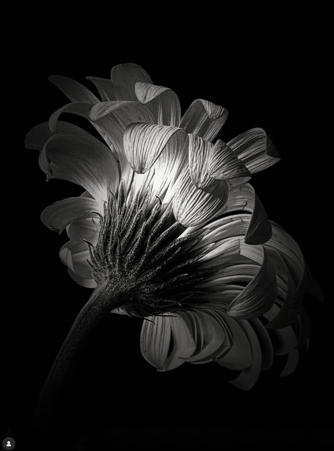 mobile flowers