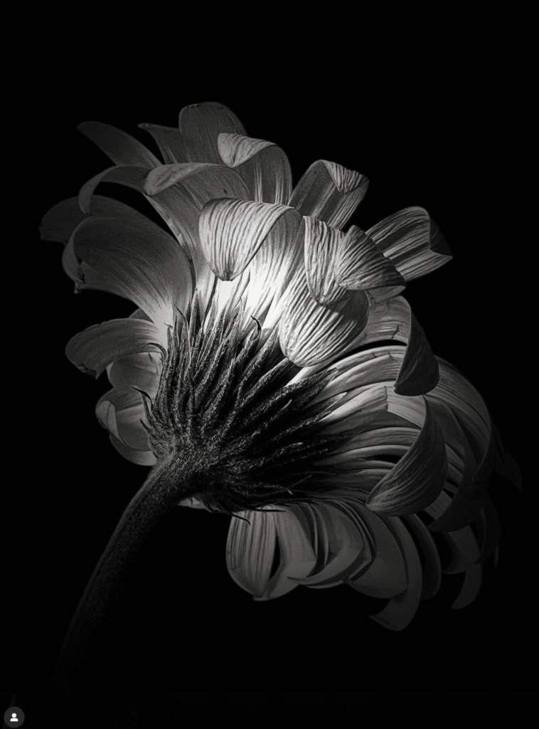 mobile flowers