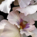 mobile flower