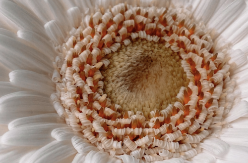 close up of flower petals