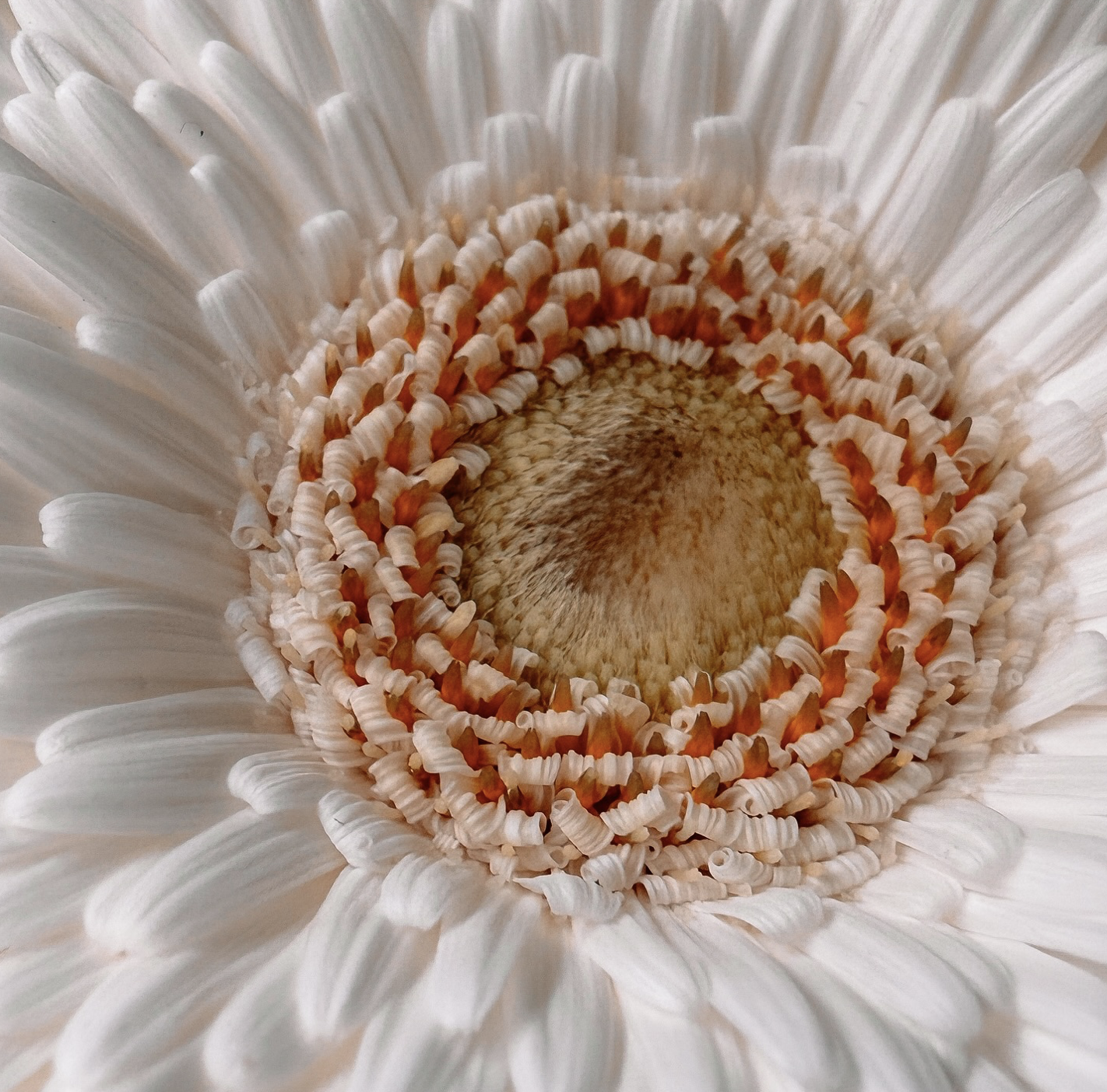 close up of flower petals