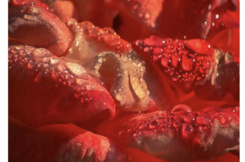macro