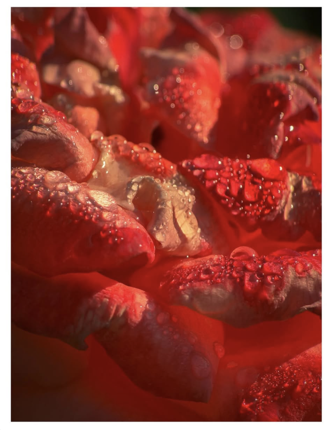 macro