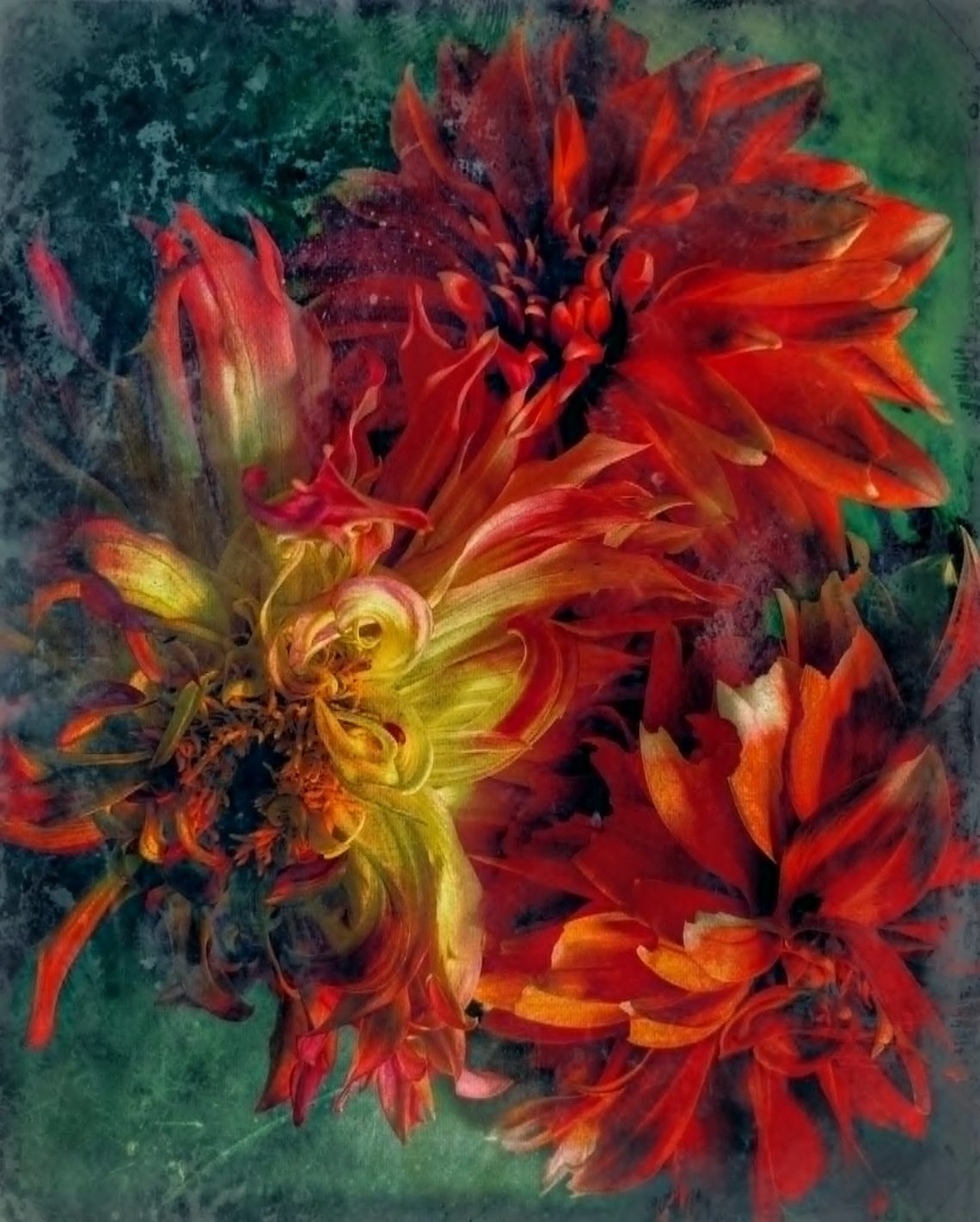 close up of flowers multi colour
