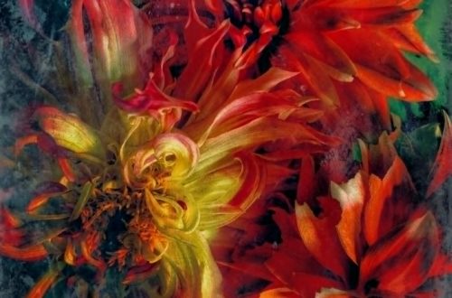 close up of flowers multi colour