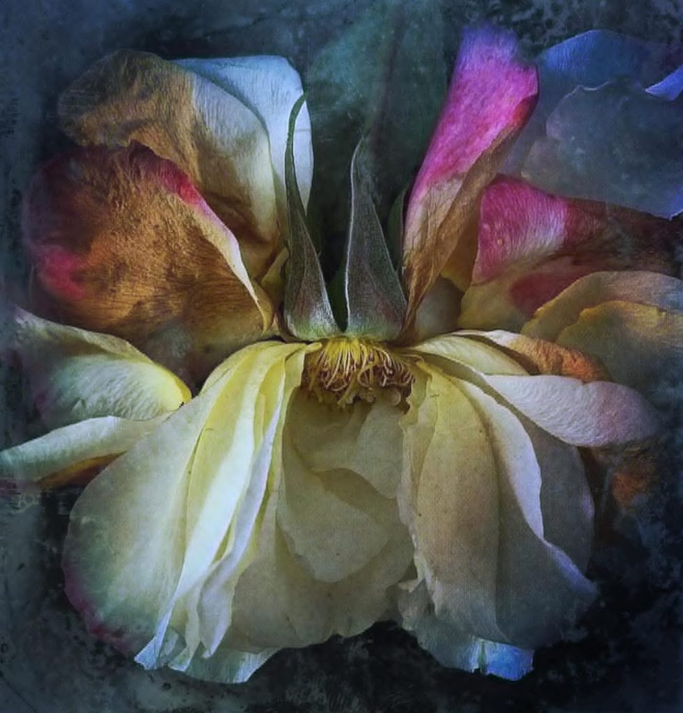 close up of multi coloured flowers