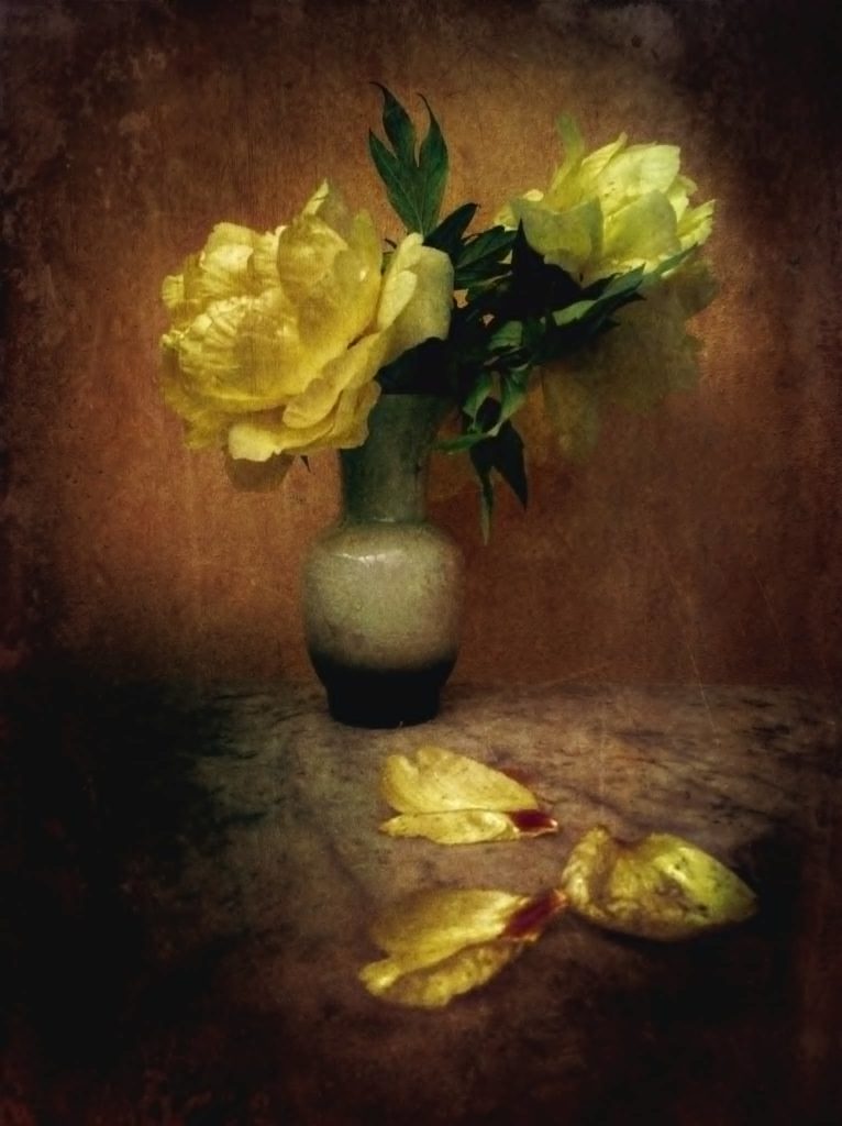 yellow roses in a vase