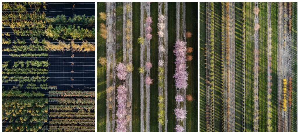 Vertical forest scene with blurred tree trunks and pink wildflowers