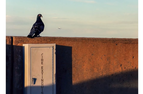 pigeon