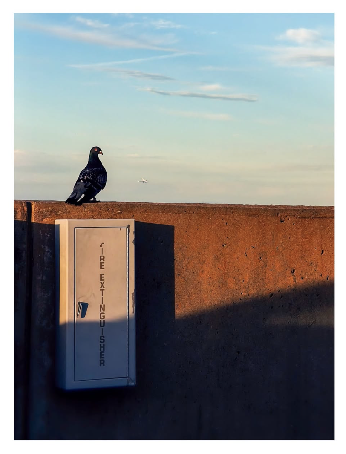 pigeon