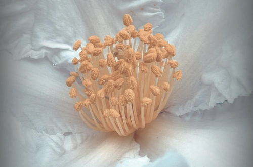 macro photograph of centre of a white flower