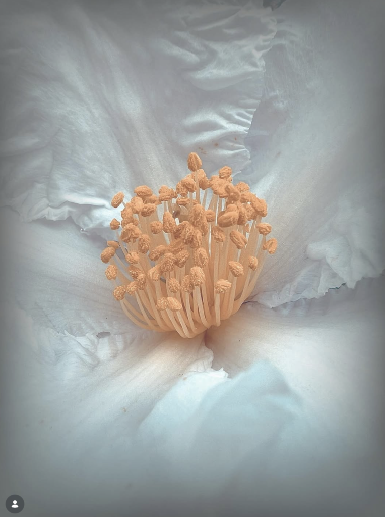 macro photograph of centre of a white flower