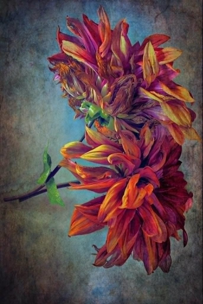redish and orangeish flowers