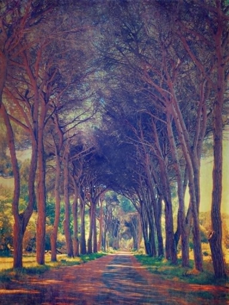 tall trees in an avenue