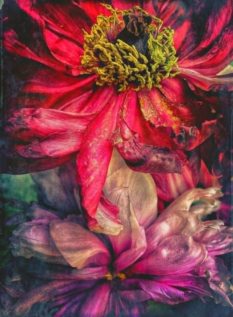 close up photograph of red and pink flowers