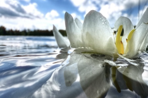close up photograph of water lilly in lake with sky and white clouds in the distance