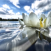 close up photograph of water lilly in lake with sky and white clouds in the distance