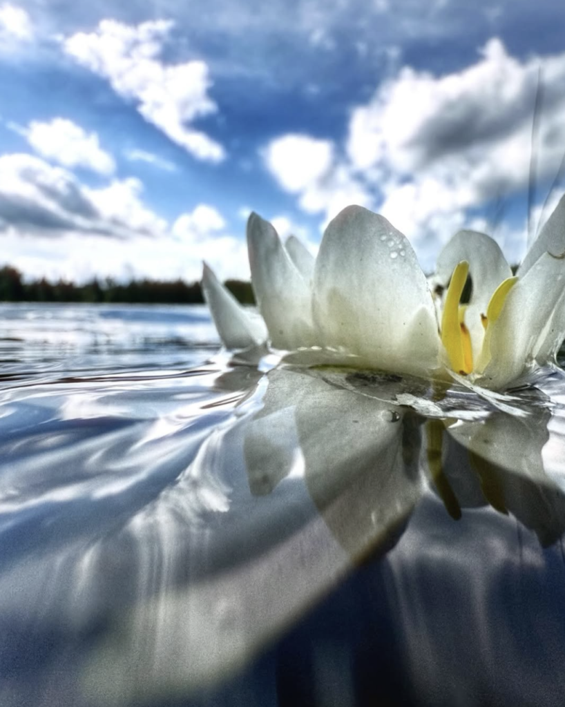 close up photograph of water lilly in lake with sky and white clouds in the distance