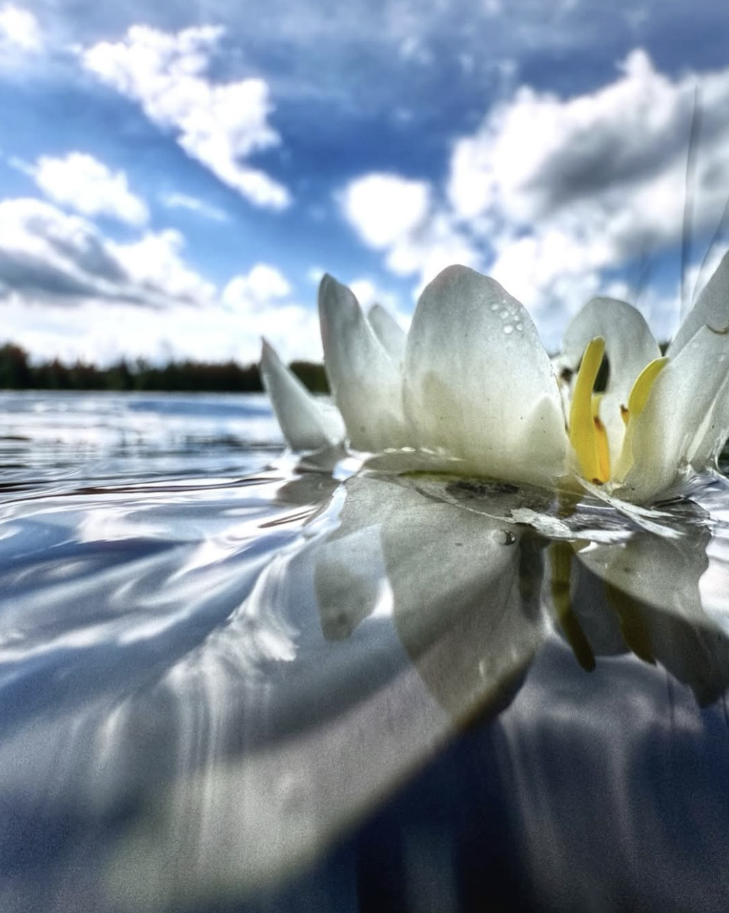 close up photograph of water lilly in lake with sky and white clouds in the distance