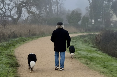 photograph of back of a man walking two dogs in the country