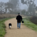 photograph of back of a man walking two dogs in the country