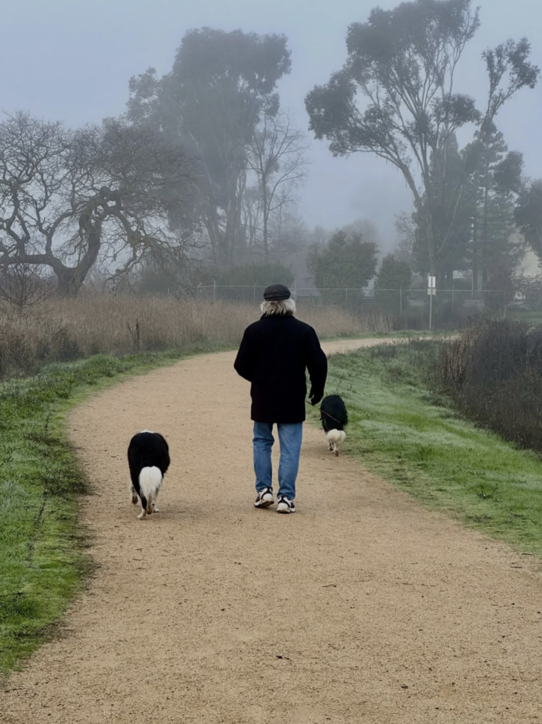 photograph of back of a man walking two dogs in the country