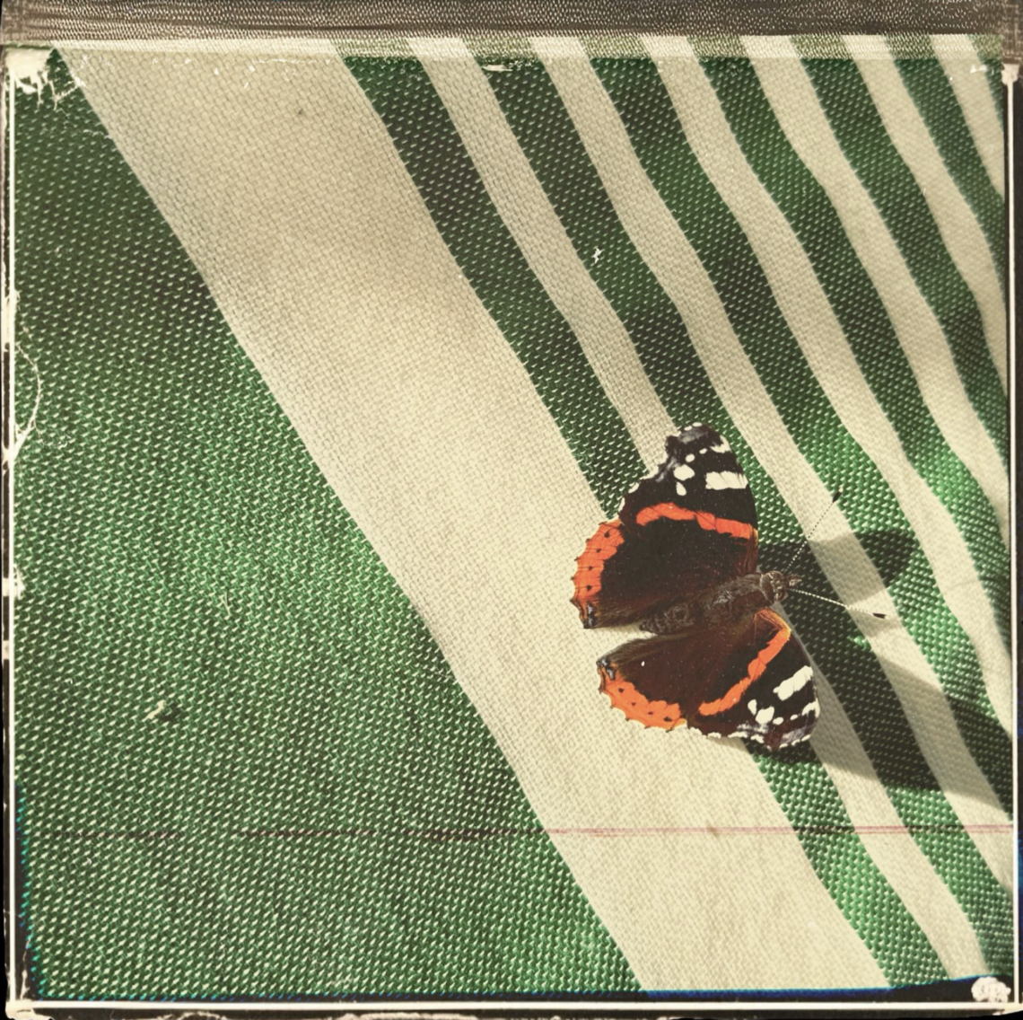photograph of a red admiral butterfly on a green and white linen fabric