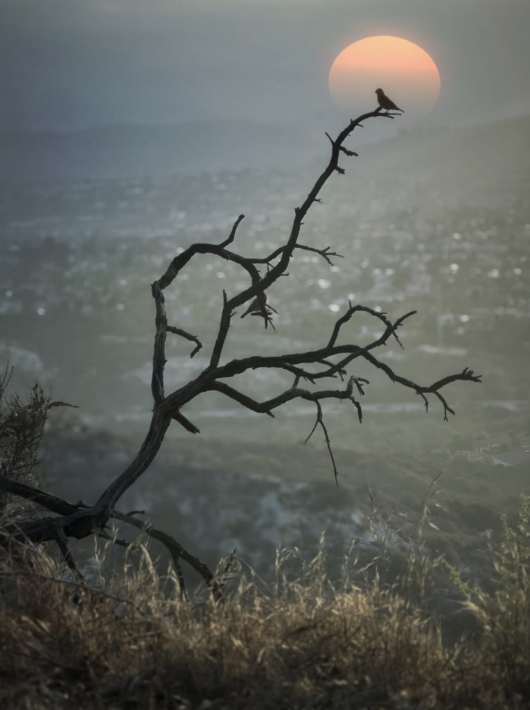 Silhouetted bird perched on the tip of a bare, twisting tree branch against a large orange setting sun, overlooking a hazy landscape.