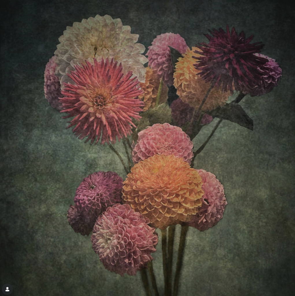 Painterly still life of dahlias in muted pink, coral, orange, cream and deep burgundy tones, arranged against a dark, textured green background. The layered treatment gives the mobile artwork the appearance of an aged botanical painting.