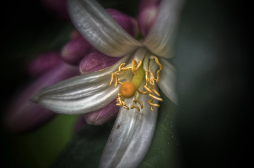 Dreamlike close-up of a delicate white citrus blossom with golden stamens, surrounded by soft purple buds and deep green foliage, photographed and edited by @vivian76.pics.