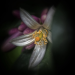 Dreamlike close-up of a delicate white citrus blossom with golden stamens, surrounded by soft purple buds and deep green foliage, photographed and edited by @vivian76.pics.