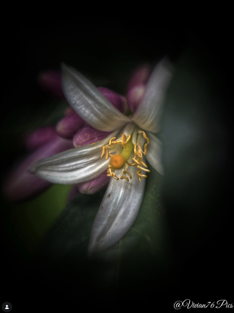 Dreamlike close-up of a delicate white citrus blossom with golden stamens, surrounded by soft purple buds and deep green foliage, photographed and edited by @vivian76.pics.